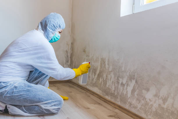 Licensed Mold Remediation service in DuPont, WA - WQB Mold Removal